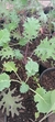 Kale Ruso - comprar online