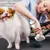 Escova Secadora de Pêlos para Pet Cachorro Gato - loja online