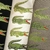 Moletom Lacoste Big Croc