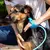 Chuveiro Portátil Pet Plus – Limpeza Rápida e Confortável na internet