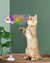 VARINHA GATO