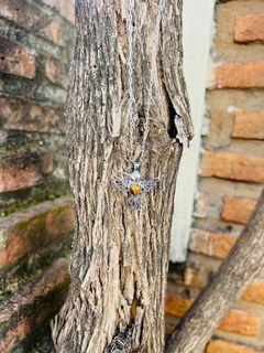 Colibrí Ojo de Tigre Chico en internet