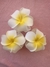 Pinza flor fomi