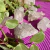 DRUSA QUARTZO BRANCO - TAMANHO P - comprar online
