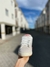 Adidas Campus Off White na internet