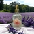 Lavanda