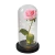 Luminária a rosa encantada - DaanPlace