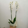 Orquídea branca no cachepot de madeira