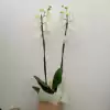 Orquídea branca no cachepot de madeira