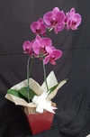 Orquídea cascata rosa