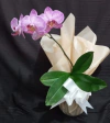 Orquídea rosa com uma haste