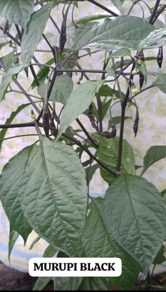MURUPI BLACK