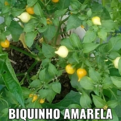 Biquinho amarela - 20 sementes na internet