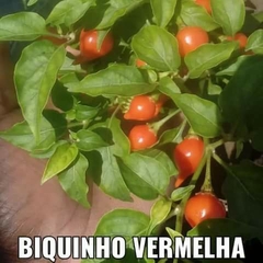 Biquinho vermelha - 20 sementes - comprar online