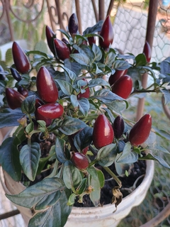 Pirâmide roxa - 20 sementes - buy online
