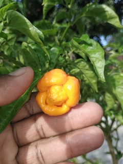 Trinidad Scorpion Moruga Yellow - 20 sementes - comprar online