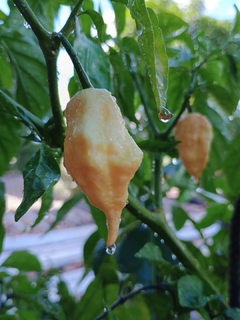 Jay's Peach ghost Scorpions - 20 sementes - comprar online