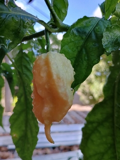 Jay's Peach ghost Scorpions - 20 sementes