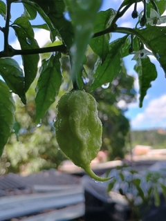 Imagem do Jay's Peach ghost Scorpions - 20 sementes