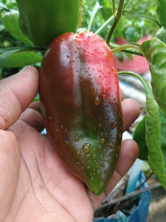 Pimenta Elephant ear