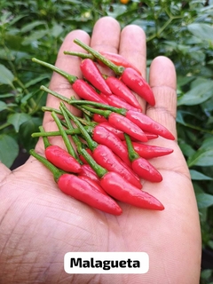 TABASCO - 20 sementes - comprar online