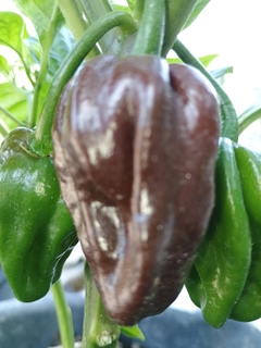 Habanero chocolate - 20 sementes