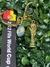 copa del mundo