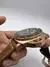 Panerai Submersible Marron - K-Time Elegance
