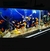 ACUARIO