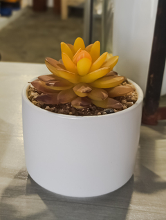 Maceta Plantin. - comprar online