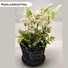 Planta artificial Frisia