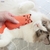 Brinquedo Mordendo Pelúcia Para Gato Travesseiro Pet Acessórios