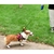 Coleira Guia Retrátil Para Cachorros pet 3/5 Metros na internet