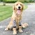 Joelheiras Golden Retriever Almofadas De Cotovelo Roupas Anti-Poeira Proteção Das Juntas Uso Labrador Cães De Porte - Space Pet