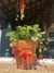 Planta de frutilla