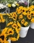 Plantas de girasol