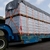 Kit 2 Catraca + 2 Cinta Amarração 3 Ton 9 Metros Gancho J Cor Laranja-escuro - loja online