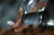 Botella decorativa - tienda online