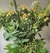 Flor de Repollo - comprar online