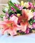 Lilium & marimoñas en internet