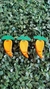 PASCOA EVA MICRO CENOURA II C/3PCS - comprar online