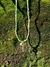 jardim secreto Ver. II - comprar online