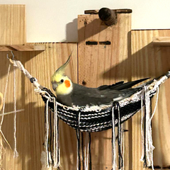 Imagem do Playground Painel Kiki e Lorrane para Aves.