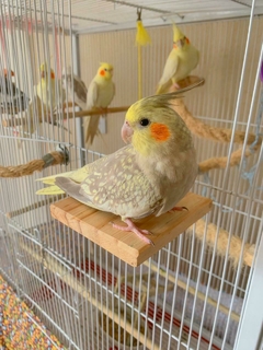 Kit com 6 plataformas Pinus para Aves. na internet