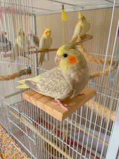 Kit com 12 plataformas Pinus para Aves. na internet