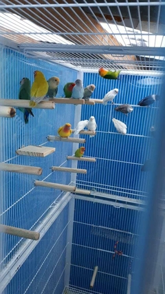 Kit com 4 poleiros Bastões para Aves. - (cópia) on internet