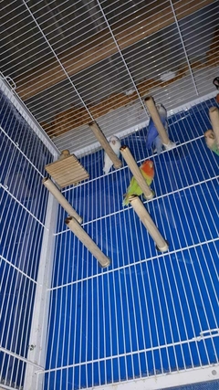 Kit com 4 poleiros Bastões para Aves. - (cópia) - Pássaro Artesão