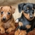 Cachorros 