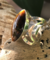 Anillo Ojo de Tigre plata 925 en internet