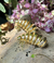 Topos - Covergold con baño de oro - Rumiyana